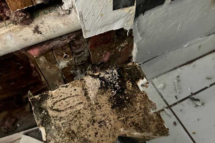 Mold Remediation Services Mold Remediation Services