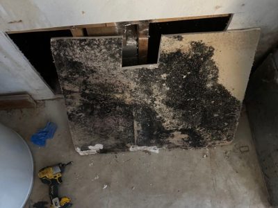 Black Mold Remediation Services