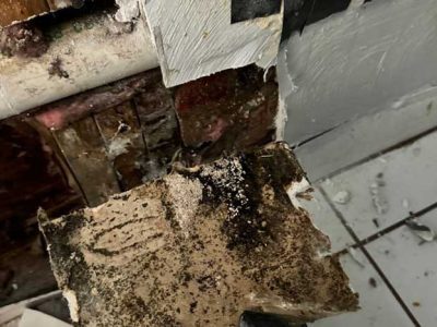 Mold Remediation Services